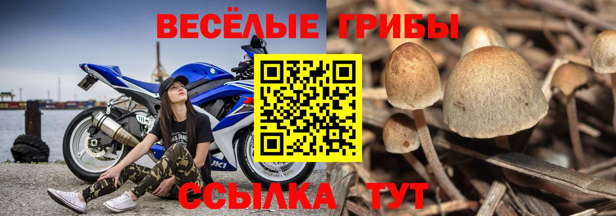 Галлюциногенные грибы прущие грибы  Галлюциногенные грибы GOLDEN TEACHER  Калининград  Вход с VPN 